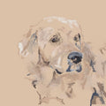 Lab Yellow